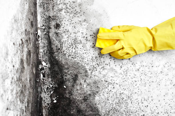 Best Fast Mold Removal  in East Rancho Dominguez, CA