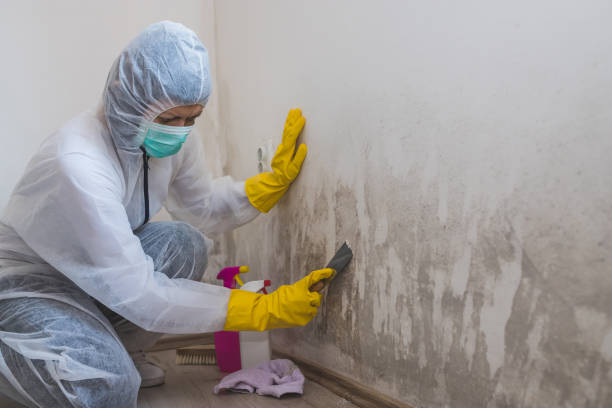 Best Toxic Mold Removal  in East Rancho Dominguez, CA