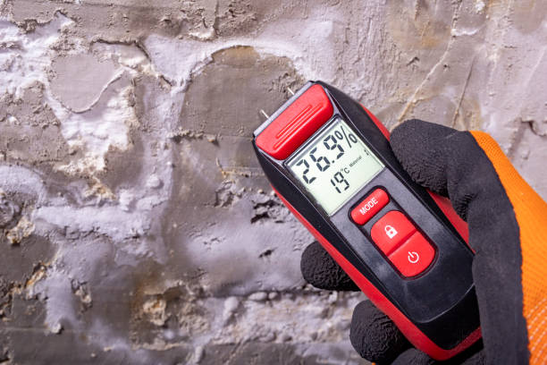 East Rancho Dominguez, CA Mold Removal Company