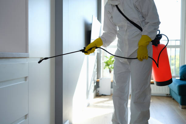 Mold Testing and Removal in East Rancho Dominguez, CA