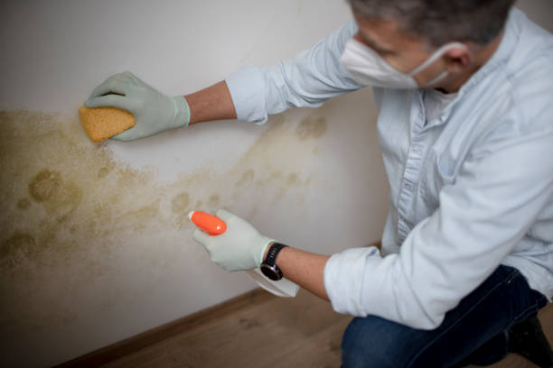 Best Commercial Mold Removal  in East Rancho Dominguez, CA