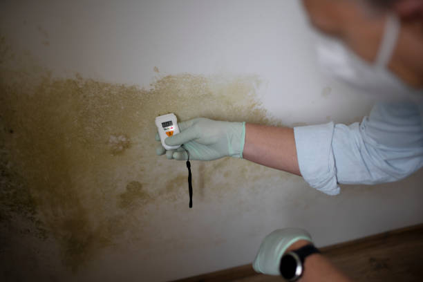Best Mold Testing  in East Rancho Dominguez, CA