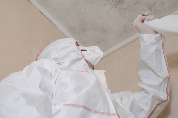 Best Local Mold Removal Service  in East Rancho Dominguez, CA