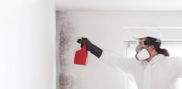 Best Commercial Mold Removal  in East Rancho Dominguez, CA