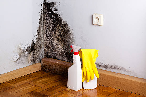 Best Fast Mold Removal  in East Rancho Dominguez, CA