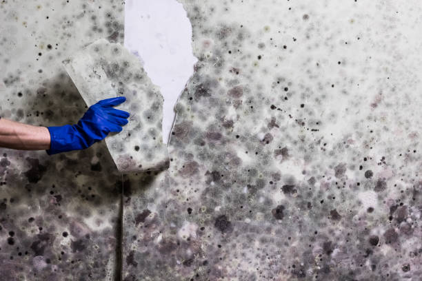 Certified Mold Removal in East Rancho Dominguez, CA